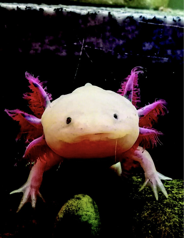 Photo of an axolotl